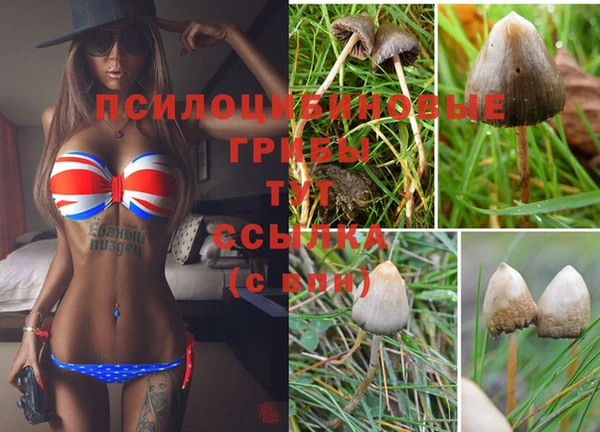 стафф Дмитровск